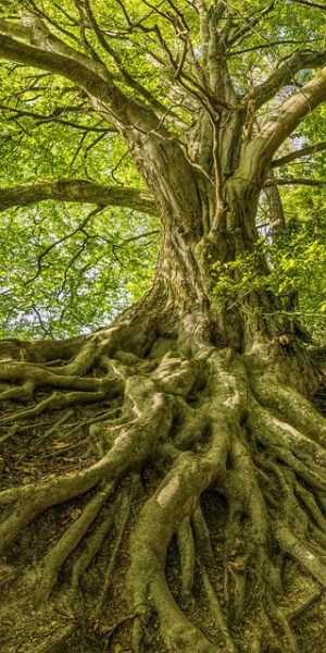 tree-3385957_640 tree-3385957_640