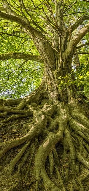tree-3385957_640 tree-3385957_640
